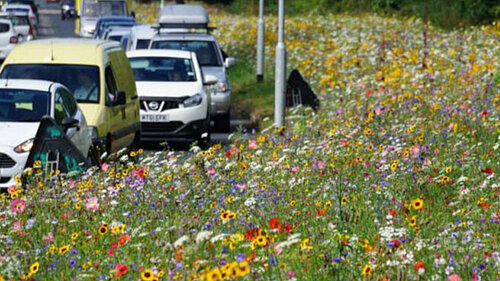 LIB DEM CALL FOR WILD FLOWERS